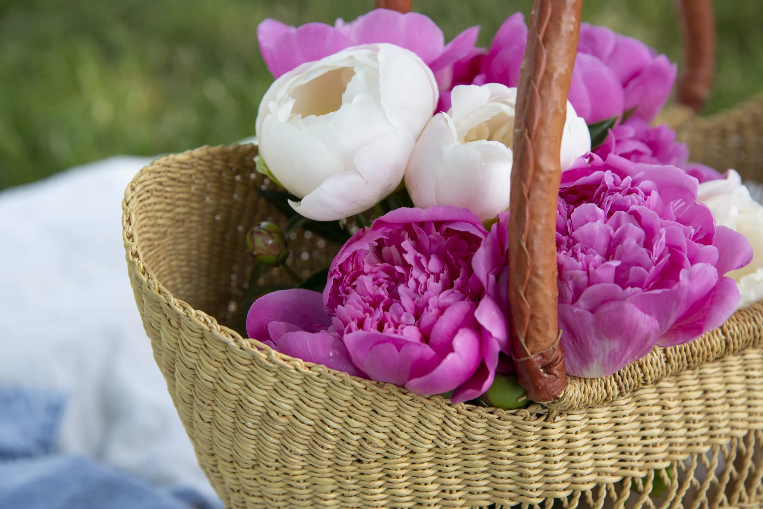 Tomatoes at the Leland Farmer's Market